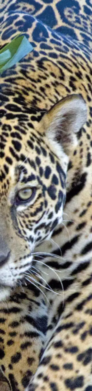 Den nördlichen Pantanal entdecken